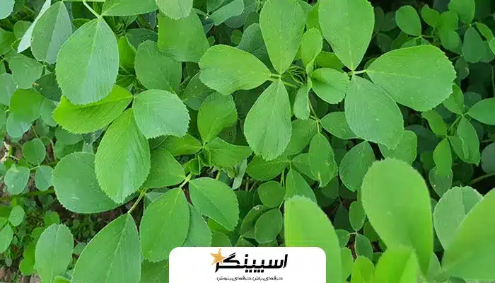 فواید عرق یونجه